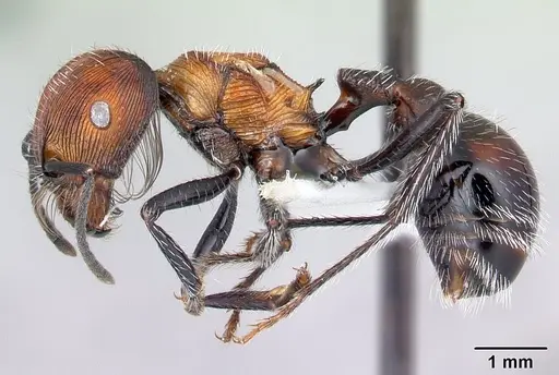 Pogonomyrmex laticeps specimen CASENT0217265 image casent0217265_4