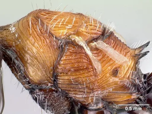 Pogonomyrmex laticeps specimen CASENT0217265 image casent0217265_5