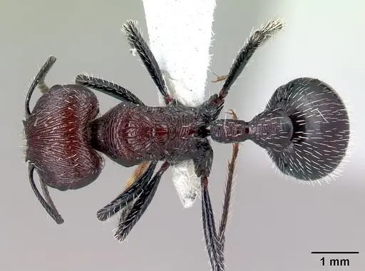 Pogonomyrmex laticeps specimen CASENT0217266 image casent0217266_1