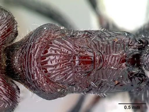 Pogonomyrmex laticeps specimen CASENT0217266 image casent0217266_2