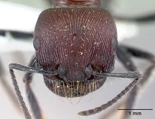 Pogonomyrmex laticeps specimen CASENT0217266 image casent0217266_3