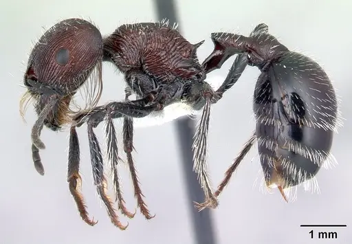 Pogonomyrmex laticeps specimen CASENT0217266 image casent0217266_4