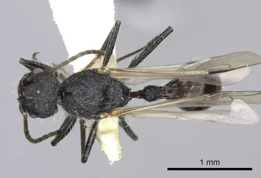 Pogonomyrmex laticeps specimen CASENT0235297 image casent0235297_1