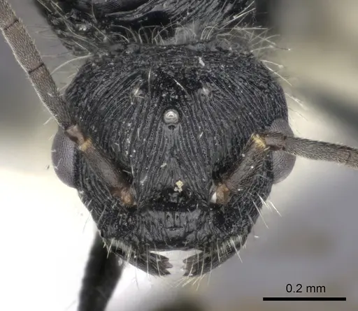 Pogonomyrmex laticeps specimen CASENT0235297 image casent0235297_2