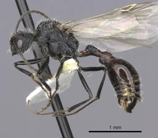 Pogonomyrmex laticeps specimen CASENT0235297 image casent0235297_3