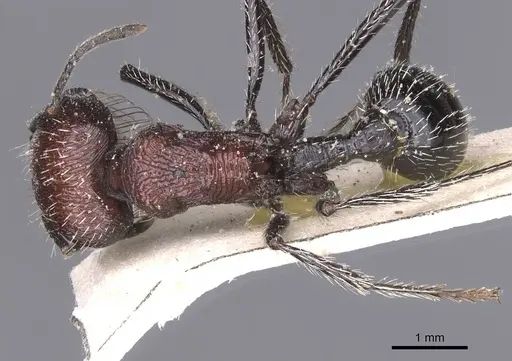 Pogonomyrmex laticeps specimen CASENT0913097 image casent0913097_1