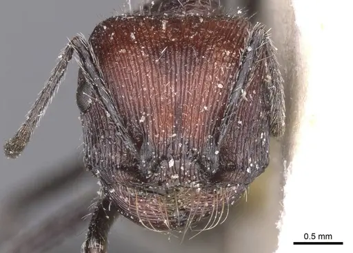 Pogonomyrmex laticeps specimen CASENT0913097 image casent0913097_2
