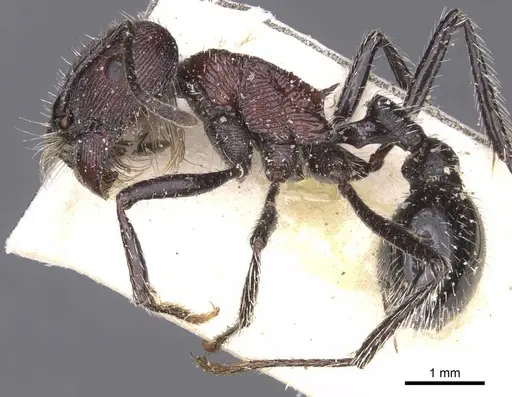 Pogonomyrmex laticeps specimen CASENT0913097 image casent0913097_3