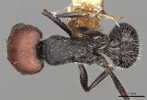 Pogonomyrmex leonis specimen LACMENT273766 image lacment273766_1