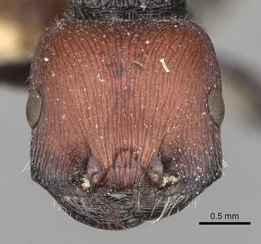 Pogonomyrmex leonis specimen LACMENT273766 image lacment273766_2