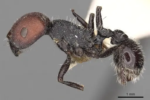 Pogonomyrmex leonis specimen LACMENT273766 image lacment273766_3