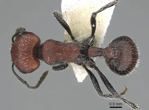 Pogonomyrmex loaensis specimen CASENT0922560 image casent0922560_1