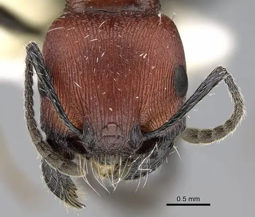Pogonomyrmex loaensis specimen CASENT0922560 image casent0922560_3