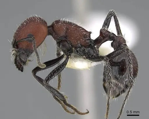 Pogonomyrmex loaensis specimen CASENT0922560 image casent0922560_4