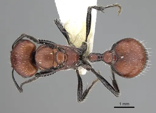 Pogonomyrmex loaensis specimen CASENT0922561 image casent0922561_1