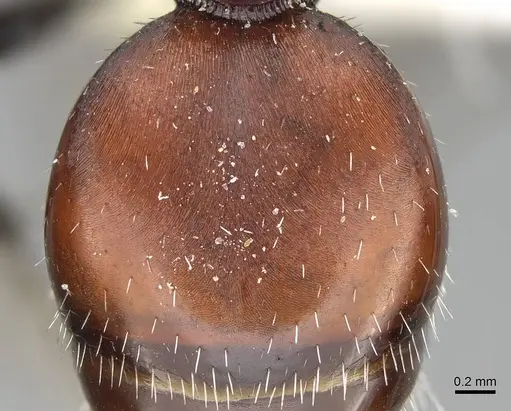 Pogonomyrmex loaensis specimen CASENT0922561 image casent0922561_2
