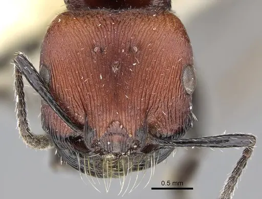 Pogonomyrmex loaensis specimen CASENT0922561 image casent0922561_3