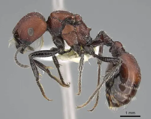 Pogonomyrmex loaensis specimen CASENT0922561 image casent0922561_4