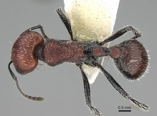 Pogonomyrmex loaensis specimen CASENT0922562 image casent0922562_1