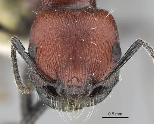 Pogonomyrmex loaensis specimen CASENT0922562 image casent0922562_3