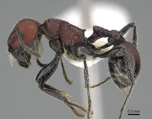 Pogonomyrmex loaensis specimen CASENT0922562 image casent0922562_4