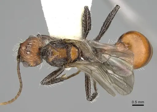 Pogonomyrmex loaensis specimen CASENT0922563 image casent0922563_1