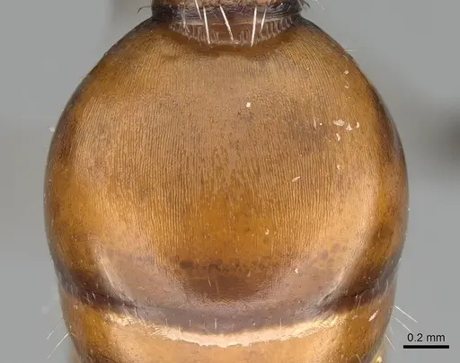 Pogonomyrmex loaensis specimen CASENT0922563 image casent0922563_2
