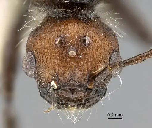 Pogonomyrmex loaensis specimen CASENT0922563 image casent0922563_3