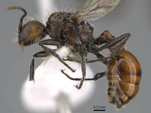 Pogonomyrmex loaensis specimen CASENT0922563 image casent0922563_4