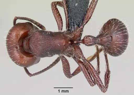 Pogonomyrmex lobatus specimen CASENT0103259 image casent0103259_1
