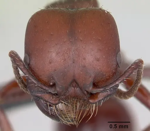 Pogonomyrmex lobatus specimen CASENT0103259 image casent0103259_2