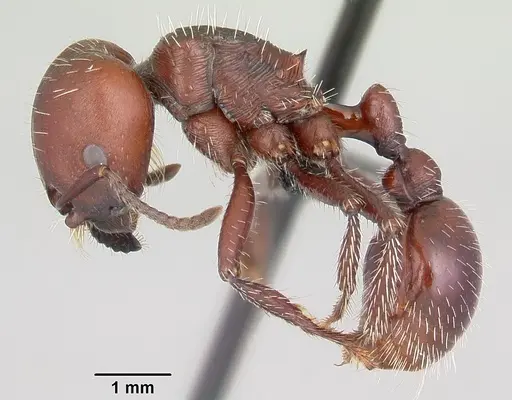 Pogonomyrmex lobatus specimen CASENT0103259 image casent0103259_3
