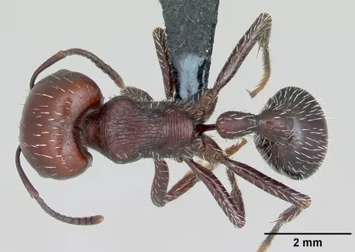 Pogonomyrmex lobatus specimen CASENT0172684 image casent0172684_1