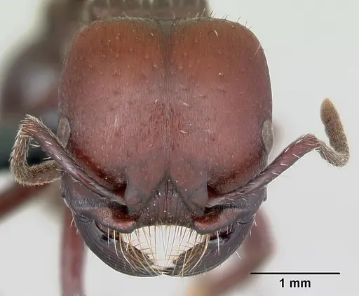 Pogonomyrmex lobatus specimen CASENT0172684 image casent0172684_2