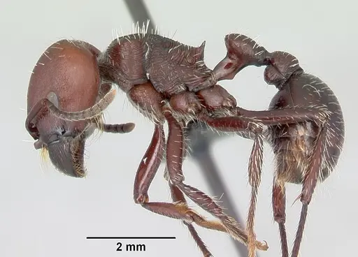 Pogonomyrmex lobatus specimen CASENT0172684 image casent0172684_3