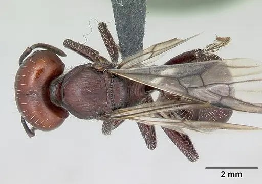 Pogonomyrmex lobatus specimen CASENT0172685 image casent0172685_1