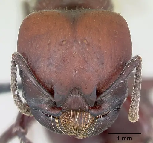 Pogonomyrmex lobatus specimen CASENT0172685 image casent0172685_2