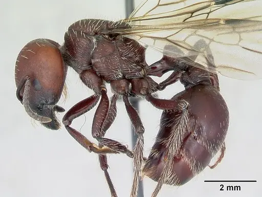 Pogonomyrmex lobatus specimen CASENT0172685 image casent0172685_3