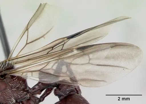 Pogonomyrmex lobatus specimen CASENT0172685 image casent0172685_4