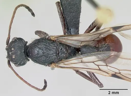 Pogonomyrmex lobatus specimen CASENT0172686 image casent0172686_1