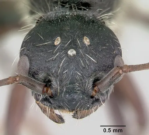 Pogonomyrmex lobatus specimen CASENT0172686 image casent0172686_3