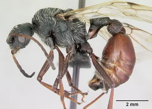 Pogonomyrmex lobatus specimen CASENT0172686 image casent0172686_4