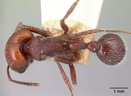 Pogonomyrmex lobatus specimen CASENT0217260 image casent0217260_1