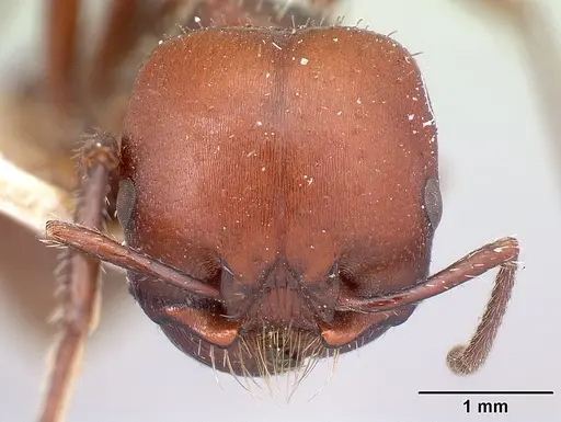 Pogonomyrmex lobatus specimen CASENT0217260 image casent0217260_2
