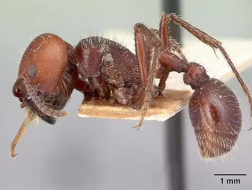 Pogonomyrmex lobatus specimen CASENT0217260 image casent0217260_3