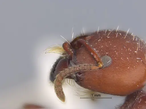 Pogonomyrmex lobatus specimen CASENT0869788 image casent0869788_1