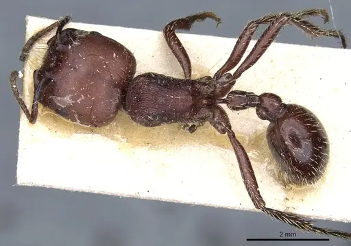 Pogonomyrmex lobatus specimen CASENT0904103 image casent0904103_1