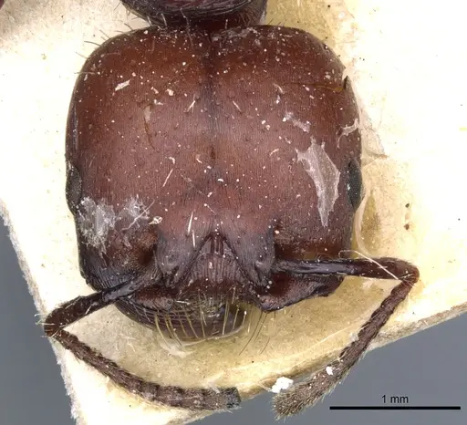 Pogonomyrmex lobatus specimen CASENT0904103 image casent0904103_2