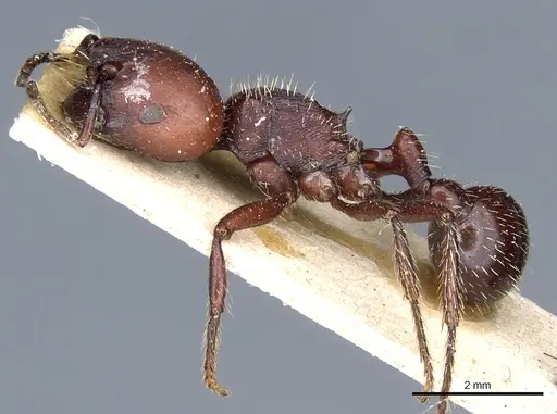 Pogonomyrmex lobatus specimen CASENT0904103 image casent0904103_3