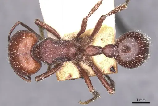 Pogonomyrmex lobatus specimen CASENT0913098 image casent0913098_1
